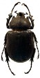 Megasoma punctulatus.jpg